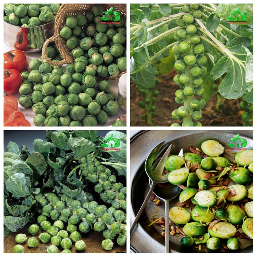 🔥mini cabbage seeds🔥 + 100 grams organic pot mix free