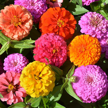 🌺Double Zinnia Mixed Color Seeds🌺🌸Easy-Grow Heirloom Blooms for Your Garden🌸🔥Buy 1 Get 1 Free🔥