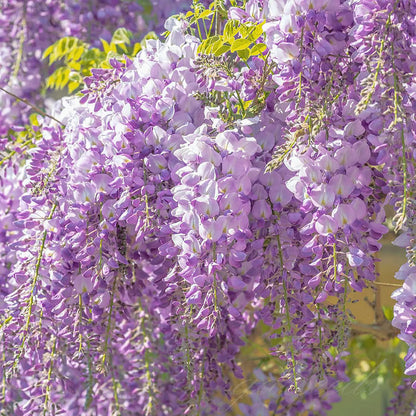 🌸WISTERIA SEEDS- THE GARDEN’S CASCADING BEAUTY ALL YEAR ROUND🔥 BUY 1 GET 1 FREE! 🔥