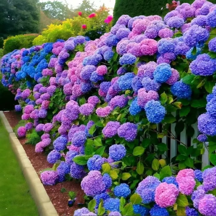 🌈mix hydrangea seeds - beautiful and hardy perennial flowers for your garden 🌺 buy 1 get 1 free!🌺