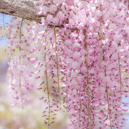 🌸WISTERIA SEEDS- THE GARDEN’S CASCADING BEAUTY ALL YEAR ROUND🔥 BUY 1 GET 1 FREE! 🔥