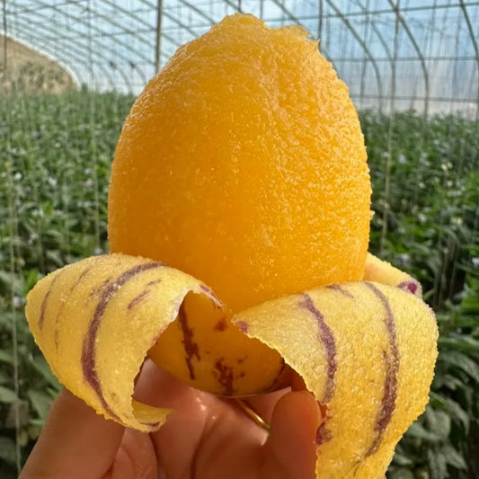 🌿✨Ginseng fruit seeds: Discover the power of nature in your garden! + Free 100 grams Organic Pot mix🌿✨