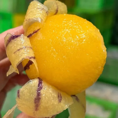 🌿✨Ginseng fruit seeds: Discover the power of nature in your garden! + Free 100 grams Organic Pot mix🌿✨