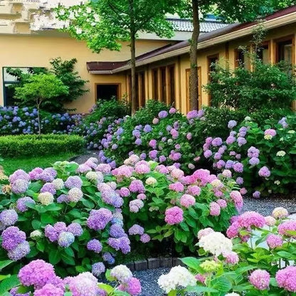 🌈Mix Hydrangea Seeds - Beautiful and Hardy Perennial Flowers for Your Garden 🌺 BUY 1 GET 1 FREE!🌺