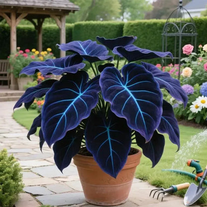 🔥🌌 Glow-in-the-Dark Garden Magic: Rare Dark Blue Flame Hostas Seeds ❤ Buy 1 Get 1 Free ❤