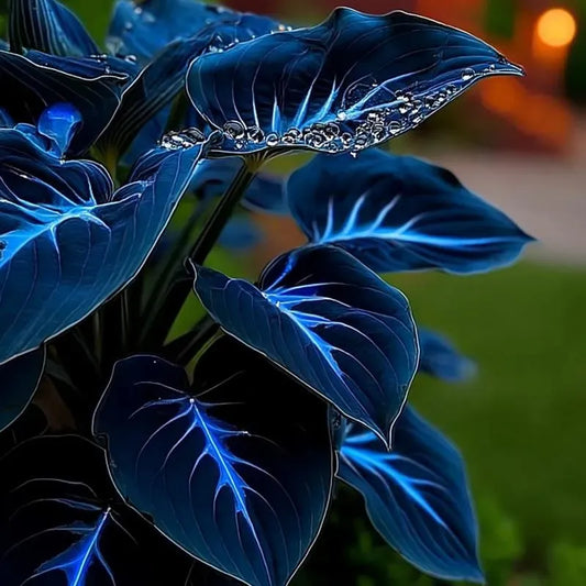 🔥🌌 Glow-in-the-Dark Garden Magic: Rare Dark Blue Flame Hostas Seeds ❤ Buy 1 Get 1 Free ❤
