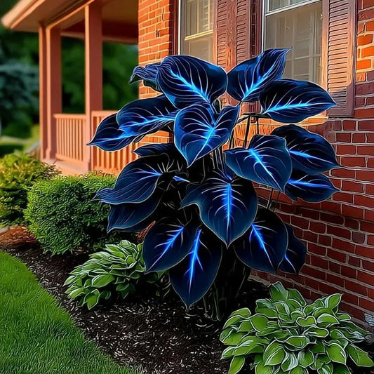 🔥🌌 Glow-in-the-Dark Garden Magic: Rare Dark Blue Flame Hostas Seeds ❤ Buy 1 Get 1 Free ❤