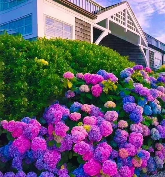 🌈mix hydrangea seeds - beautiful and hardy perennial flowers for your garden 🌺 buy 1 get 1 free!🌺
