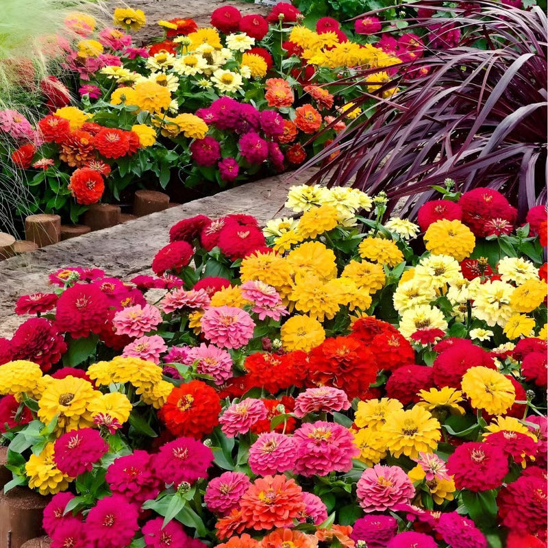 🌺double zinnia mixed color seeds🌺🌸easy-grow heirloom blooms for your garden🌸🔥buy 1 get 1 free🔥