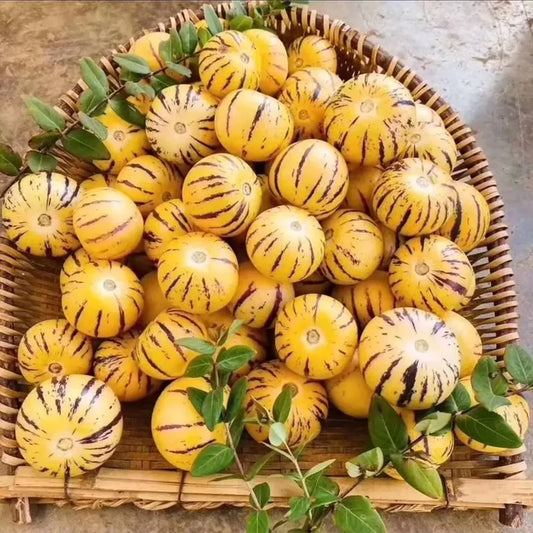 🌿✨Ginseng fruit seeds: Discover the power of nature in your garden! + Free 100 grams Organic Pot mix🌿✨