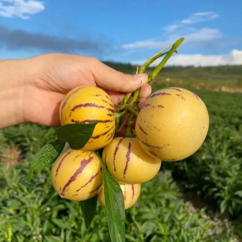 🌿✨Ginseng fruit seeds: Discover the power of nature in your garden! + Free 100 grams Organic Pot mix🌿✨