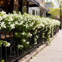 🌸Winter-Friendly Hanging Jasmine—Dreamy Indoor Flower🌿❄️100 Grams Organic Pot Mix Free