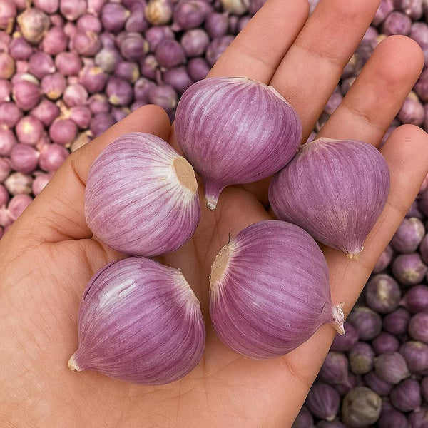 🧄single clove garlic: bold flavor, healthy choice! + plant growth serum free