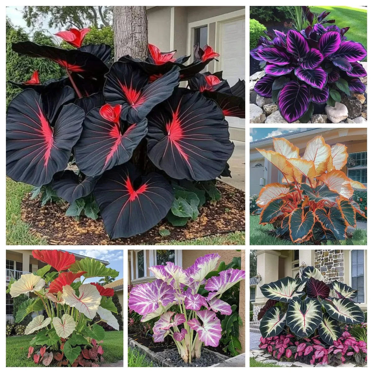🔥🖤flame black red rare hosta flower seeds 🌱buy 1 get 1 free! 🌱 🎁2025 special offer
