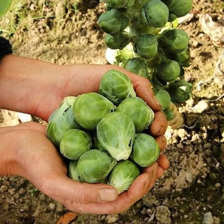 🔥mini cabbage seeds🔥🌱buy 1 get 1 free! 🌱