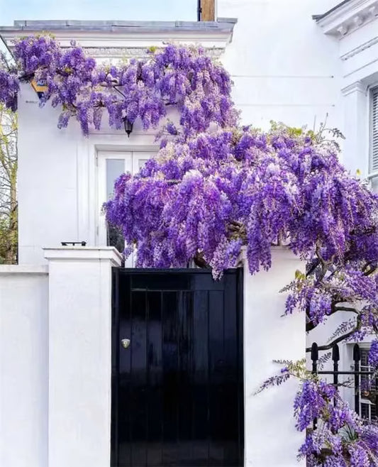 🌸WISTERIA SEEDS- THE GARDEN’S CASCADING BEAUTY ALL YEAR ROUND🔥 BUY 1 GET 1 FREE! 🔥