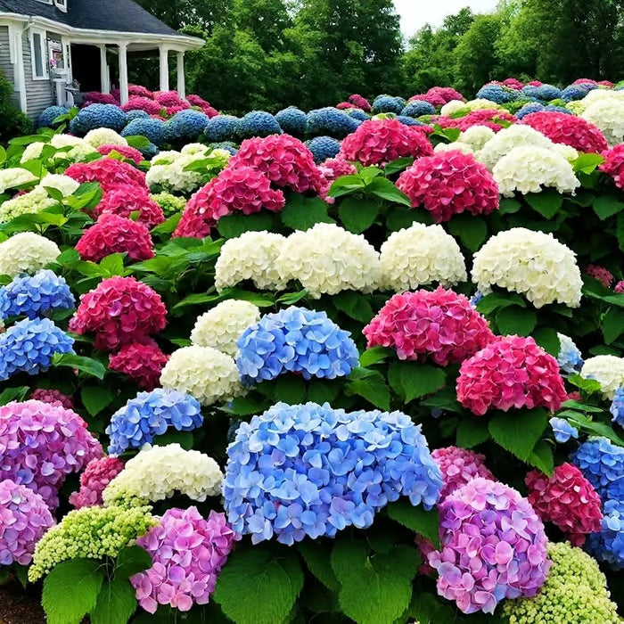 🌈mix hydrangea seeds - beautiful and hardy perennial flowers for your garden 🌺 buy 1 get 1 free!🌺