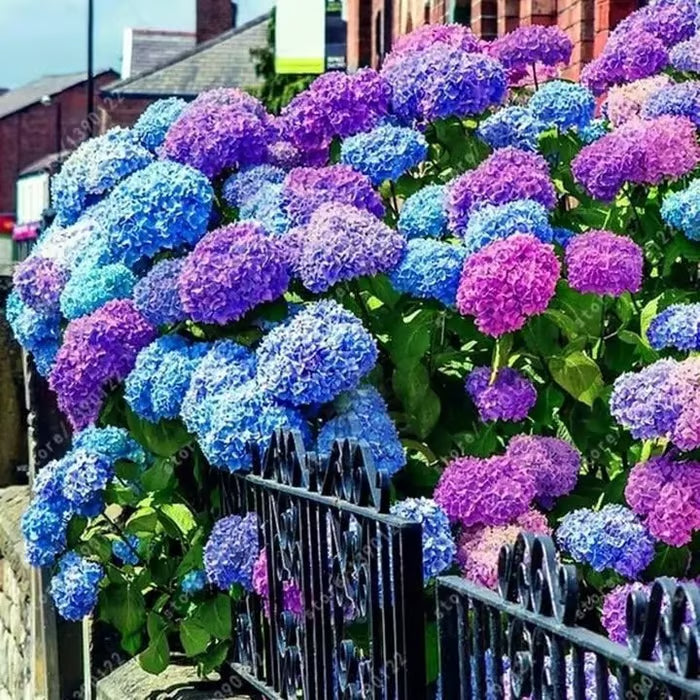 🌈mix hydrangea seeds - beautiful and hardy perennial flowers for your garden 🌺 buy 1 get 1 free!🌺