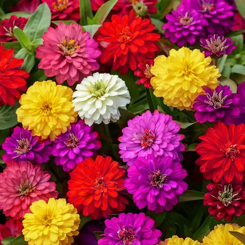 🌺double zinnia mixed color seeds🌺🌸easy-grow heirloom blooms for your garden🌸🔥buy 1 get 1 free🔥