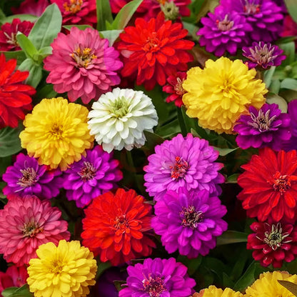 🌺Double Zinnia Mixed Color Seeds🌺🌸Easy-Grow Heirloom Blooms for Your Garden🌸🔥Buy 1 Get 1 Free🔥