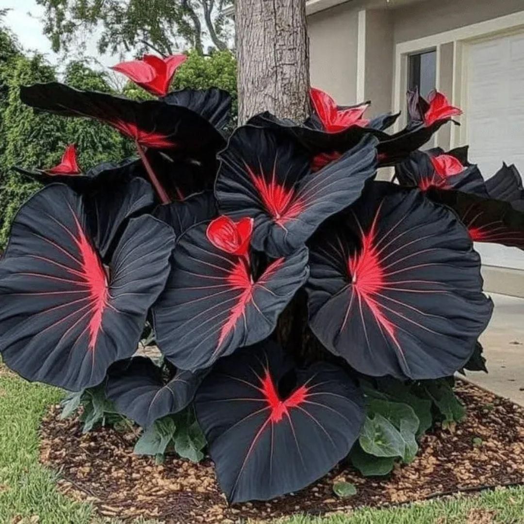 🔥🖤flame black red rare hosta flower seeds 🌱buy 1 get 1 free! 🌱 🎁2025 special offer