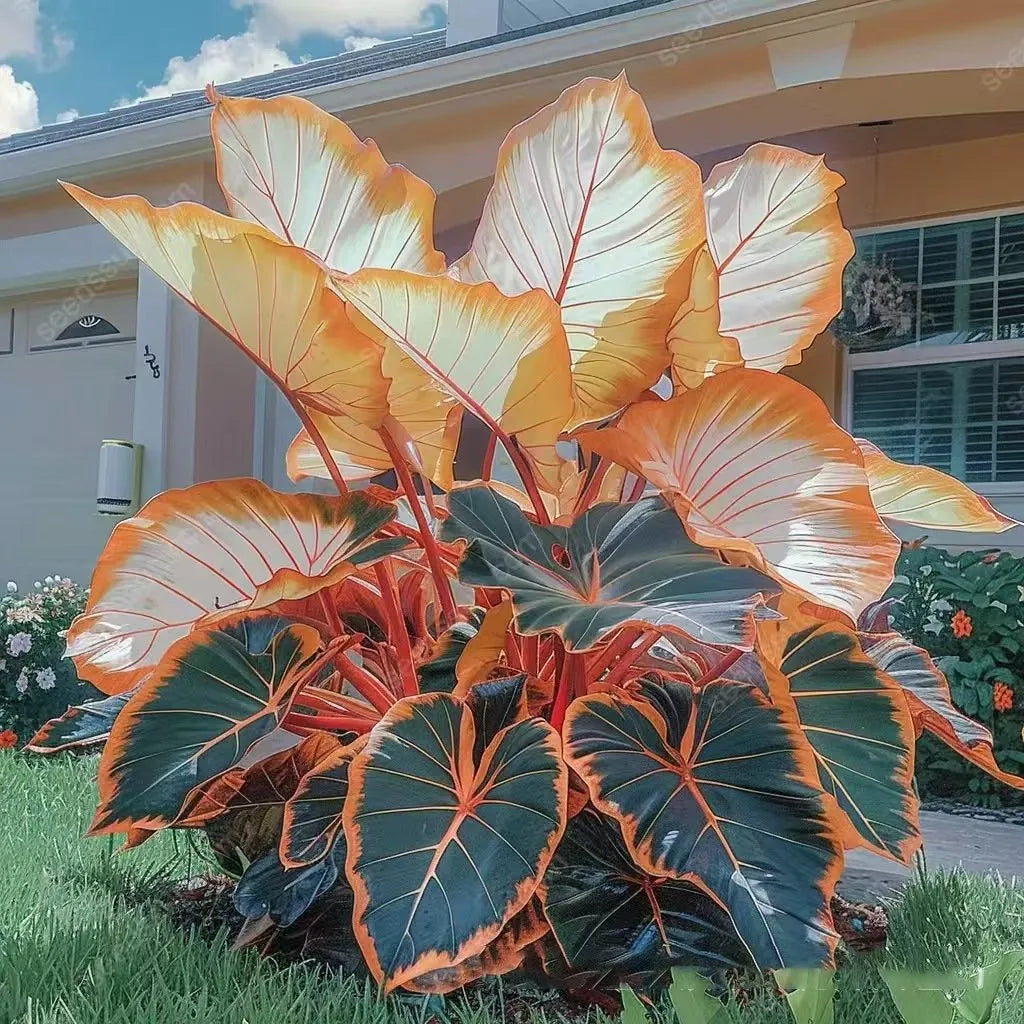 🔥🖤flame black red rare hosta flower seeds 🌱buy 1 get 1 free! 🌱 🎁2025 special offer