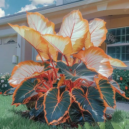 🔥🖤Flame Black Red Rare Hosta Flower Seeds 🌱BUY 1 GET 1 FREE! 🌱 🎁2025 Special Offer