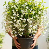 🌸Winter-Friendly Hanging Jasmine—Dreamy Indoor Flower🌿❄️100 Grams Organic Pot Mix Free