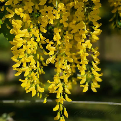 🌸WISTERIA SEEDS- THE GARDEN’S CASCADING BEAUTY ALL YEAR ROUND🔥 BUY 1 GET 1 FREE! 🔥