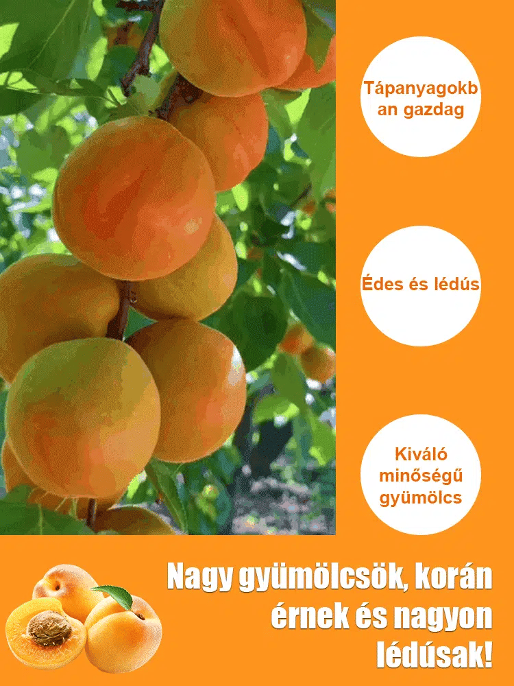 high yielding, easy-to-vitalize apricot tree seeds ??buy 1 get 1 free! ?
