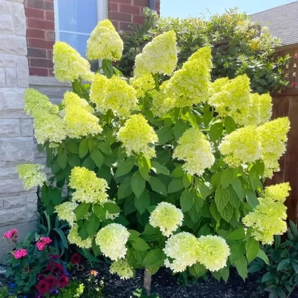 🌈mix hydrangea seeds - beautiful and hardy perennial flowers for your garden 🌺 buy 1 get 1 free!🌺