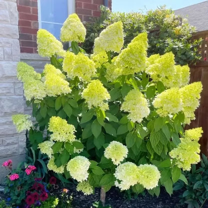 🌈Mix Hydrangea Seeds - Beautiful and Hardy Perennial Flowers for Your Garden 🌺 BUY 1 GET 1 FREE!🌺