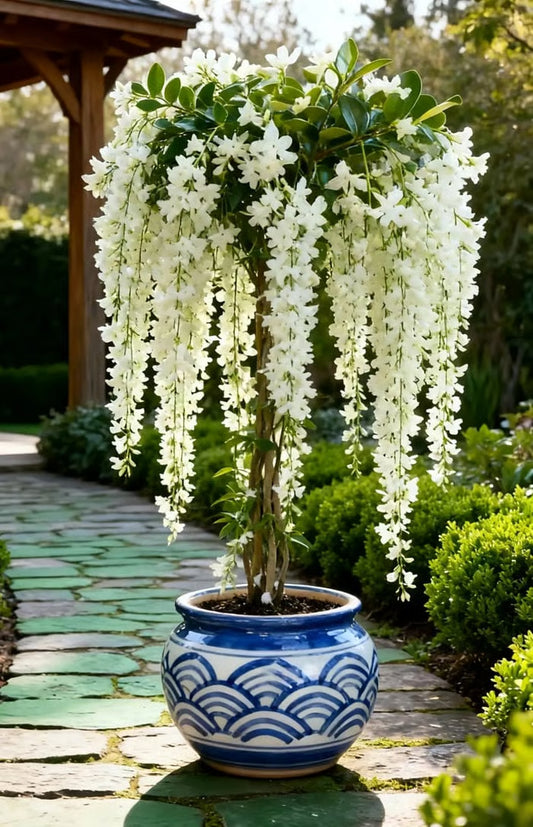 🌸Winter-Friendly Hanging Jasmine—Dreamy Indoor Flower🌿❄️100 Grams Organic Pot Mix Free