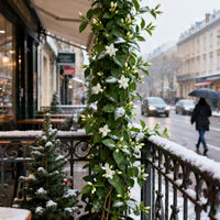 🌸Winter-Friendly Hanging Jasmine—Dreamy Indoor Flower🌿❄️100 Grams Organic Pot Mix Free