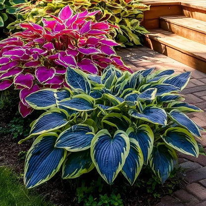 🔥🖤Flame Black Red Rare Hosta Flower Seeds 🌱BUY 1 GET 1 FREE! 🌱 🎁2025 Special Offer
