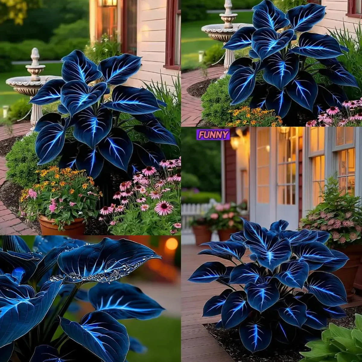 🔥🌌 glow-in-the-dark garden magic: rare dark blue flame hostas seeds ❤ buy 1 get 1 free ❤