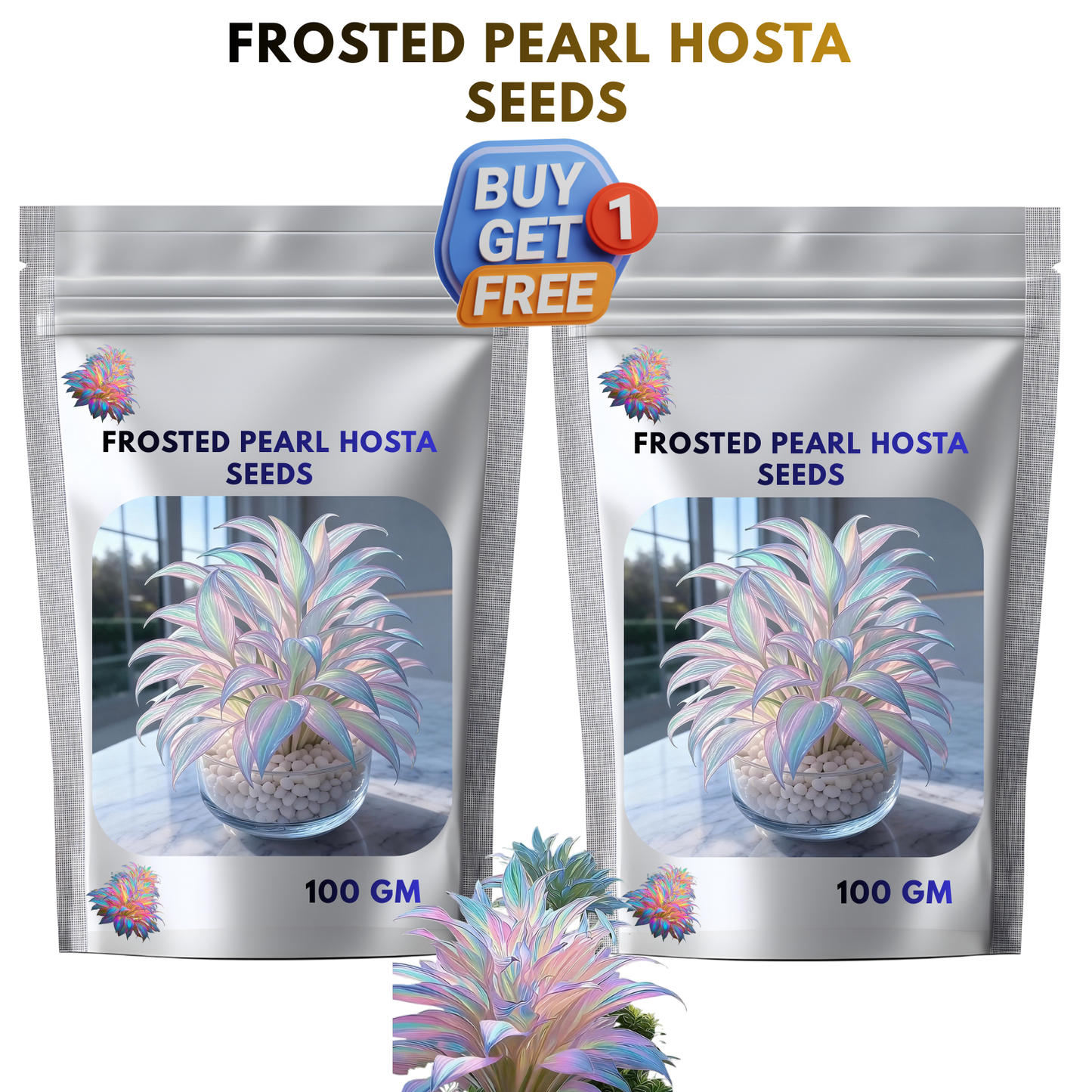 🔥hot sale 50% off🌈frosted pearl hosta seeds🌈🔥 buy 1 get 1 free! 🔥