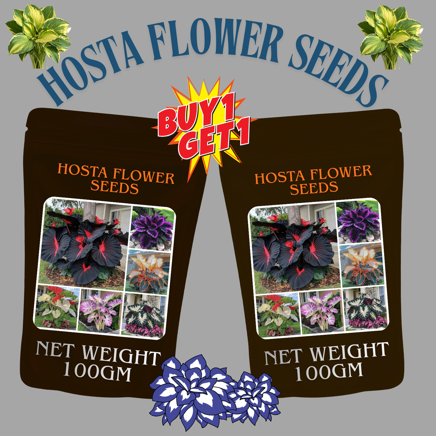 🔥🖤flame black red rare hosta flower seeds 🌱buy 1 get 1 free! 🌱 🎁2025 special offer