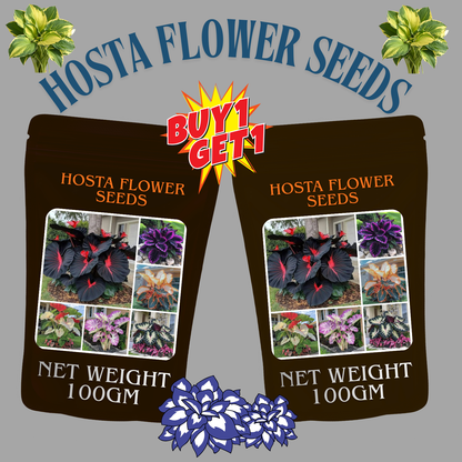 🔥🖤Flame Black Red Rare Hosta Flower Seeds 🌱BUY 1 GET 1 FREE! 🌱 🎁2025 Special Offer
