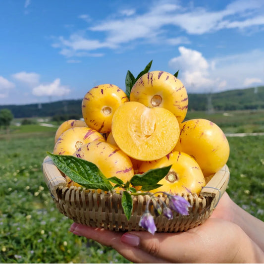 🌿✨Ginseng fruit seeds: Discover the power of nature in your garden! + Free 100 grams Organic Pot mix🌿✨