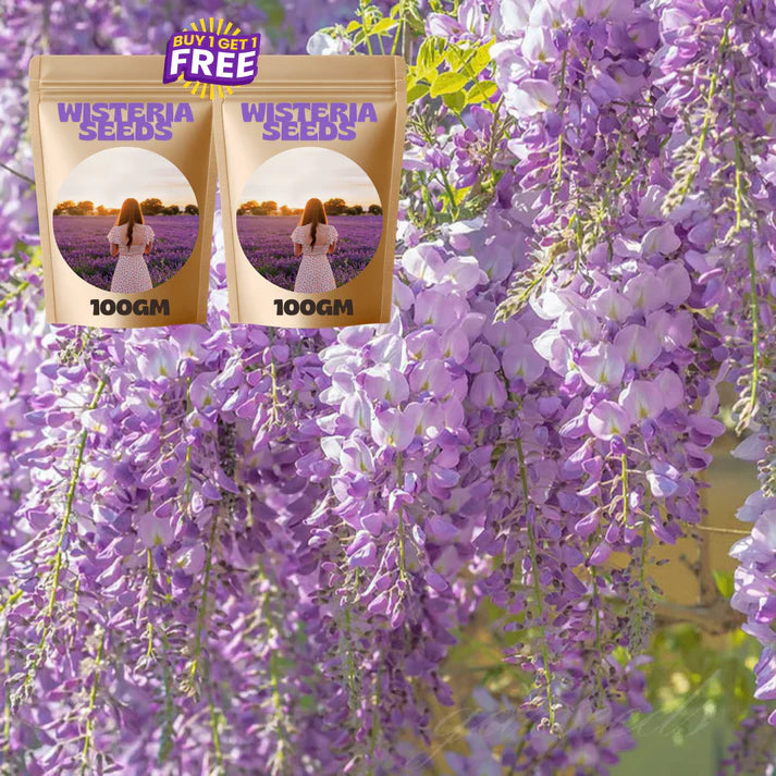 🌸wisteria seeds- the garden’s cascading beauty all year round🔥 buy 1 get 1 free! 🔥