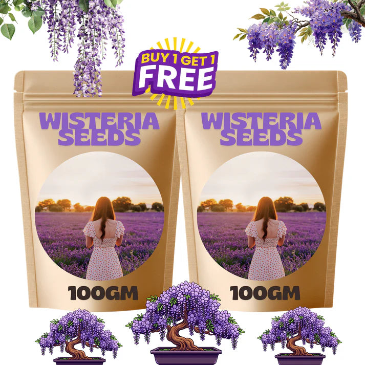 🌸wisteria seeds- the garden’s cascading beauty all year round🔥 buy 1 get 1 free! 🔥