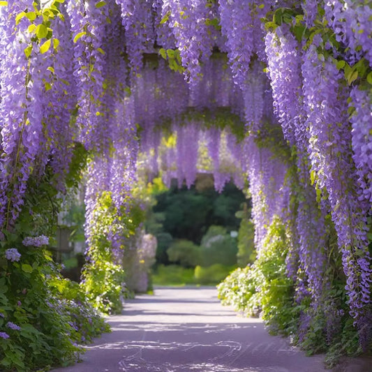 🌸WISTERIA SEEDS- THE GARDEN’S CASCADING BEAUTY ALL YEAR ROUND🔥 BUY 1 GET 1 FREE! 🔥