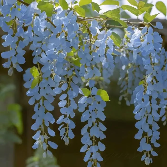 🌸wisteria seeds- the garden’s cascading beauty all year round🔥 buy 1 get 1 free! 🔥