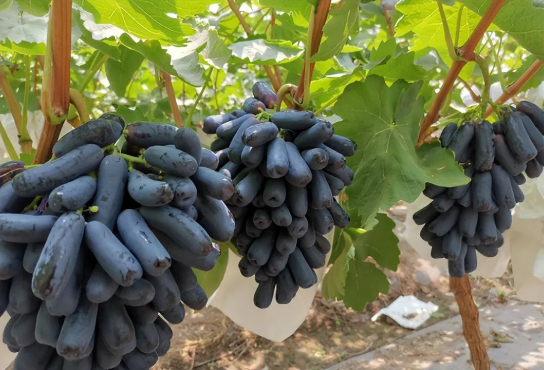 🔥last day 50% off 🍇 high-quaility sapphire grapes seeds🍇✨ 98% germination（high yield）100 grams organic pot mix free