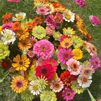 🌺Double Zinnia Mixed Color Seeds🌺🌸Easy-Grow Heirloom Blooms for Your Garden🌸🔥Buy 1 Get 1 Free🔥