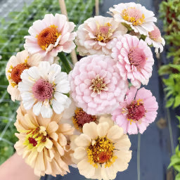 🌺Double Zinnia Mixed Color Seeds🌺🌸Easy-Grow Heirloom Blooms for Your Garden🌸🔥Buy 1 Get 1 Free🔥
