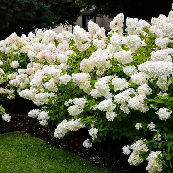 🌈mix hydrangea seeds - beautiful and hardy perennial flowers for your garden 🌺 buy 1 get 1 free!🌺