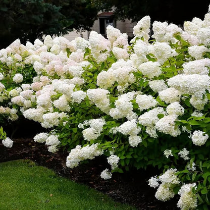 🌈Mix Hydrangea Seeds - Beautiful and Hardy Perennial Flowers for Your Garden 🌺 BUY 1 GET 1 FREE!🌺