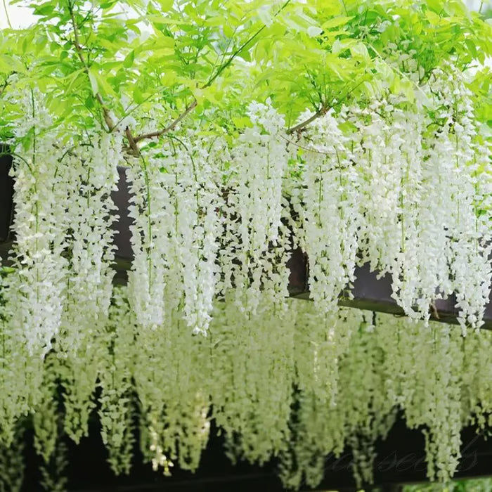 🌸wisteria seeds- the garden’s cascading beauty all year round🔥 buy 1 get 1 free! 🔥